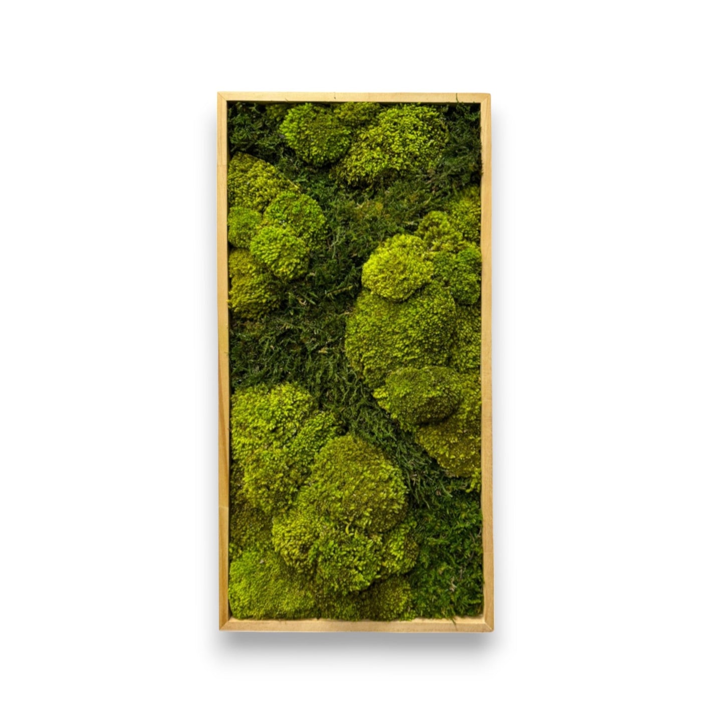 Aerial Forest Moss Art Frame (Light Green, One Piece)